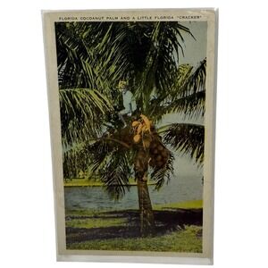 Vintage Linen Postcard Cocoanut Palm Tree in‎ Florida Photocolor